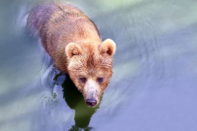 High angle view of rabbit in lake