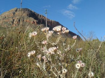 Close-up of flowers in field