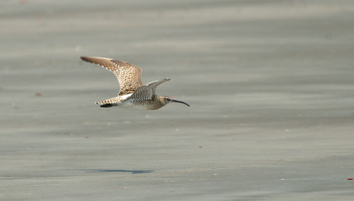 Bird flying over sea