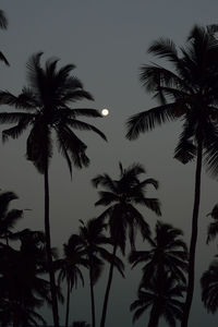Low angle view of silhouette palm trees against sky at night