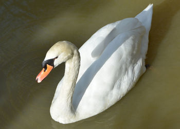 Swan floating in a lake