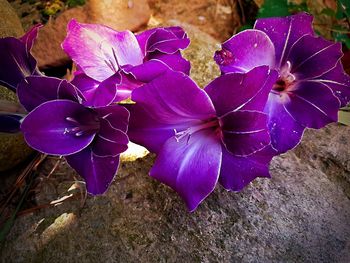 Close-up of purple crocus