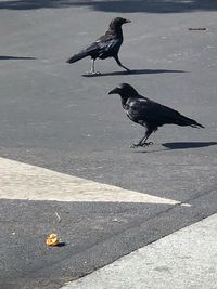 High angle view of birds on the road