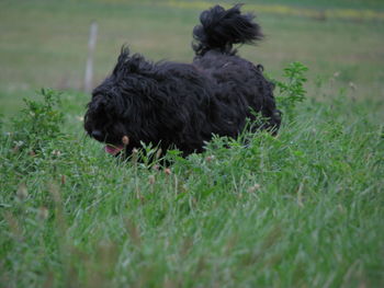 Black dog on field