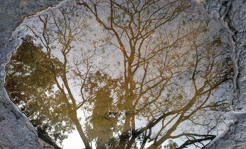 Low angle view of bare trees against sky