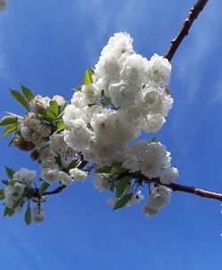 Low angle view of cherry blossoms in spring