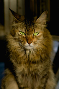 Close-up portrait of a cat