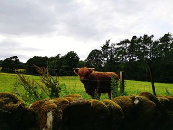 View of a horse on field against trees