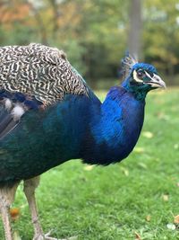 Close-up of peacock