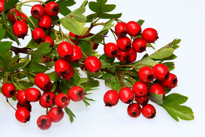 Close-up of red cherries