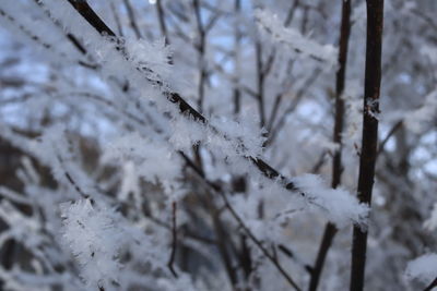 Close-up of snow covered tree