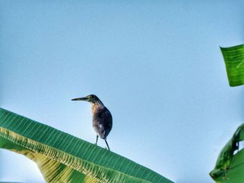 Bird perching on a plant against sky