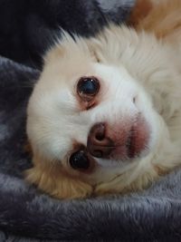 Close-up portrait of a dog