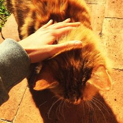 Cropped hand touching cat on footpath