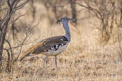 Bird perching on a field