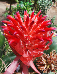 Close-up of red flower