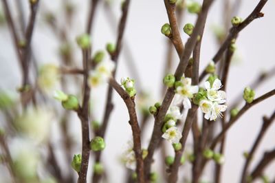 Close-up of flower tree