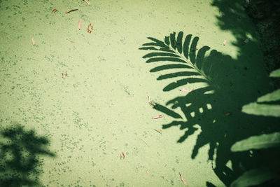 High angle view of plants in water