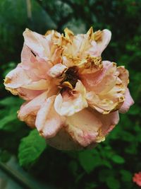 Close-up of pink rose flower