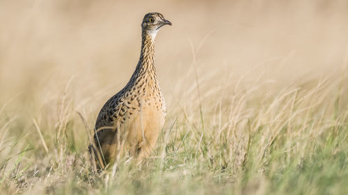 Low angle view of bird perching on field