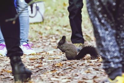 Low section of squirrel on tree