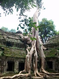 Low angle view of tree trunk