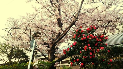 Low angle view of pink flowers blooming on tree