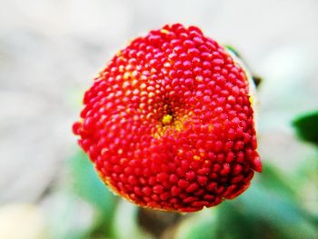 Close-up of strawberry