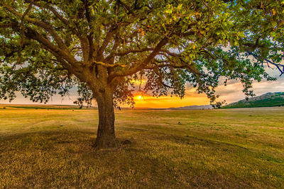Trees on field against sky at sunset
