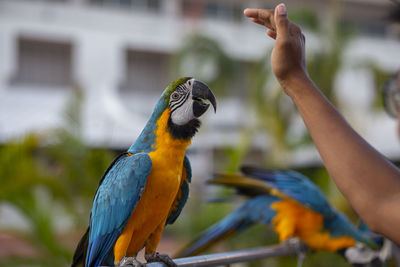 Close-up of a bird perching on hand