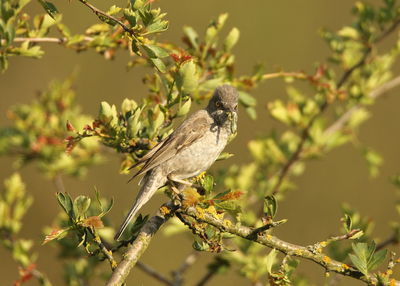 Close-up of bird perching on branch