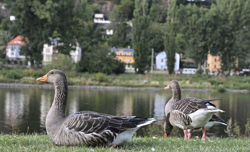 Ducks on a lake