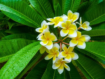 Close-up of yellow flowering plant