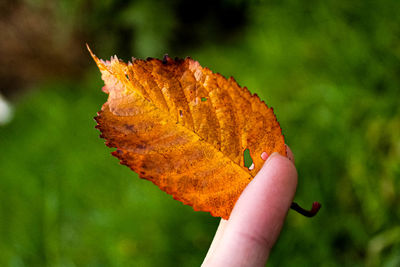 Close-up of hand holding autumn leaf