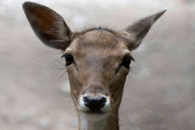 White-tailed deer female streight into the camera in the blurry background