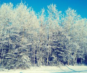 Close-up of frozen tree against sky