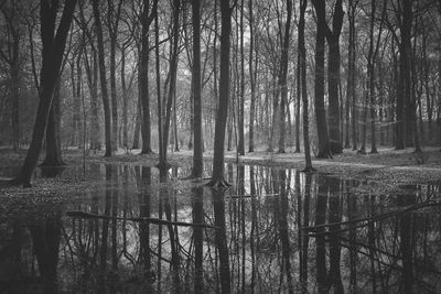 View of trees in forest