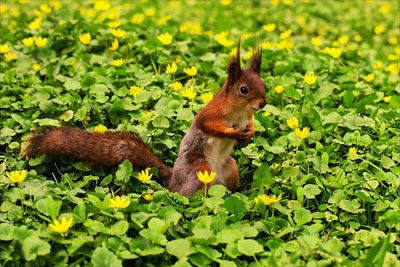 Squirrel on plant