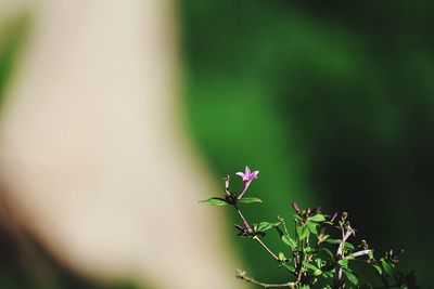 Close-up of pink flower blooming outdoors