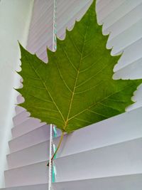 Close-up of green leaves