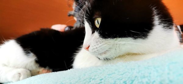 Close-up of cat resting