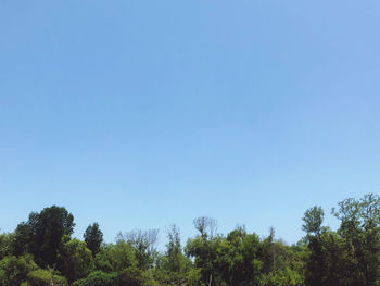 Low angle view of trees against clear blue sky