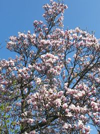 Low angle view of pink flowers blooming on tree