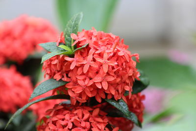 Close-up of red flowers