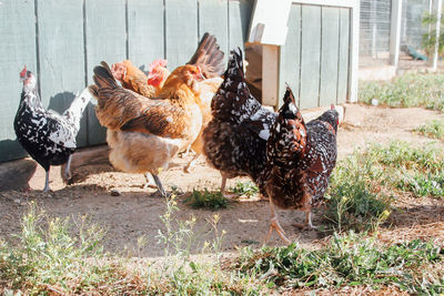 Chicken birds on field at farm