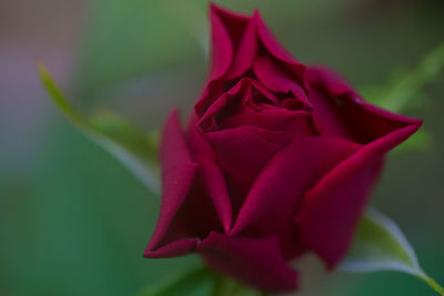 Close-up of red rose