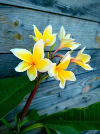 Close-up of yellow flowering plant
