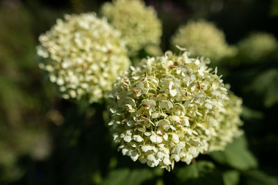 Close-up of purple flowering plant