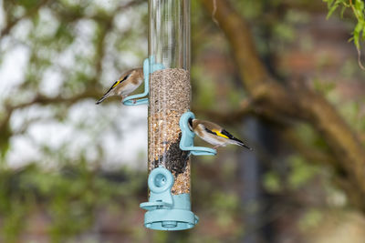 Close-up of bird perching on feeder