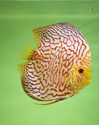Discus fish in aquarium show. symphysodon discus. checkerboard pigeon, snakeskin, red turquoise
